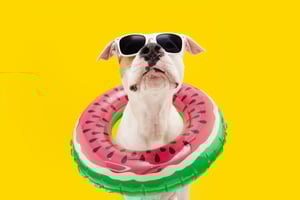 shutterstock_1975677905